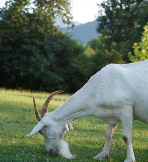 منزل 3 غرف نوم, Agriturismo Chioi
