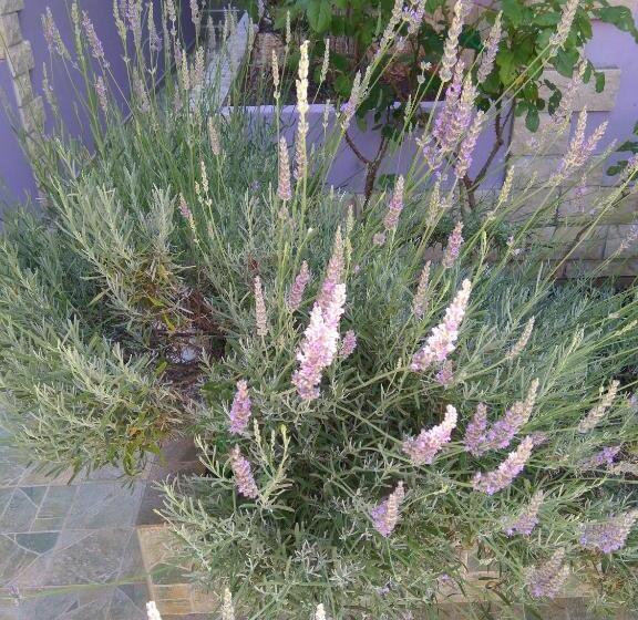 Студио Стандарт Вид на Сад, Aparthotel Viola