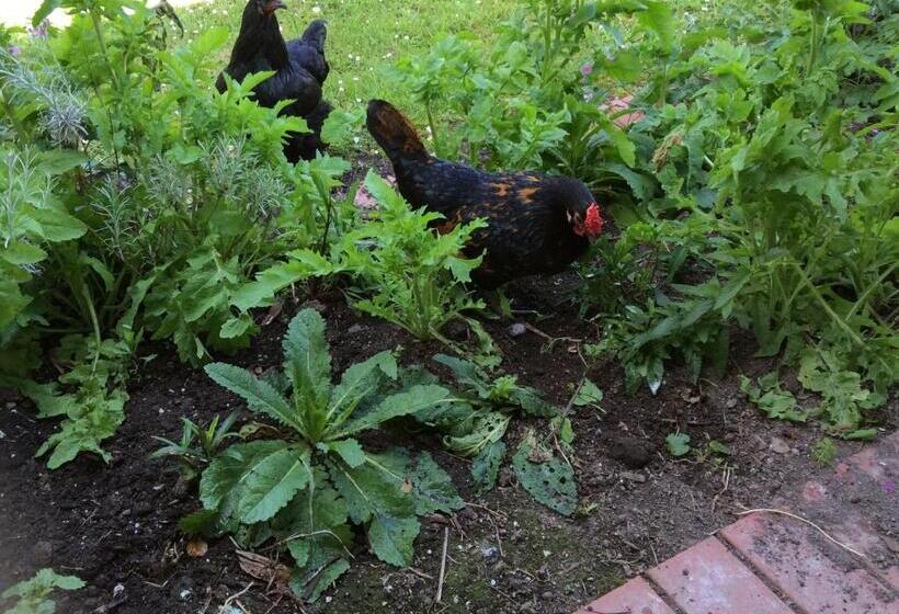 חדר דלוקס, Aashay Country Stay