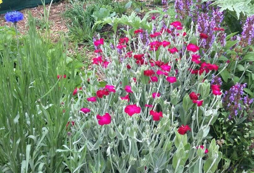 חדר דלוקס, Aashay Country Stay