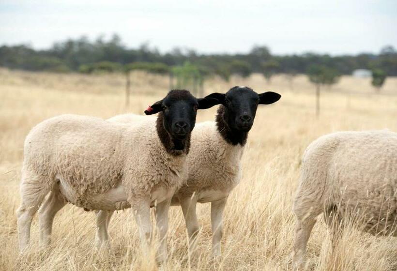 3间卧室的房子, Gilgraves Vineyard Farmstay