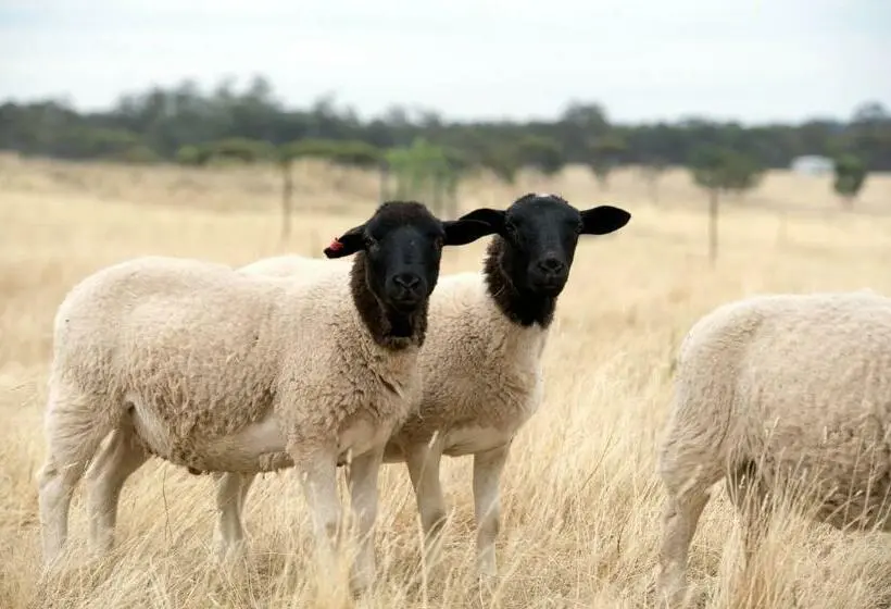 3ベッドルームハウス, Gilgraves Vineyard Farmstay