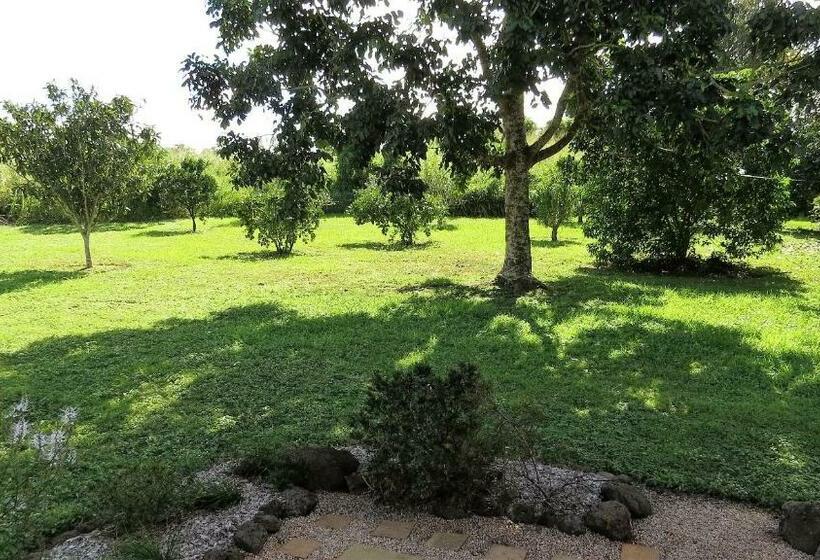 חדר סטנדרט עם מיטת קינג, Gumtree On Gillies Bed And Breakfast