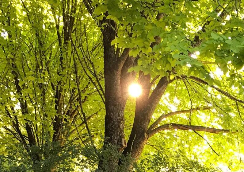 סוויטה עם מרפסת, Goldberryaccommodation