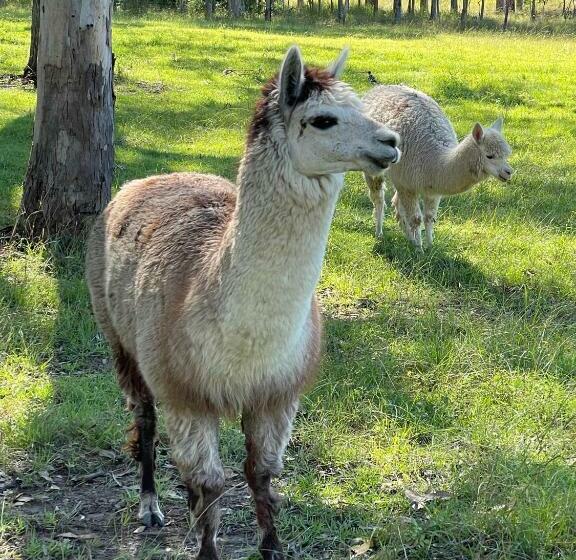 منزل غرفتين نوم, Belvoir B&b Cottages