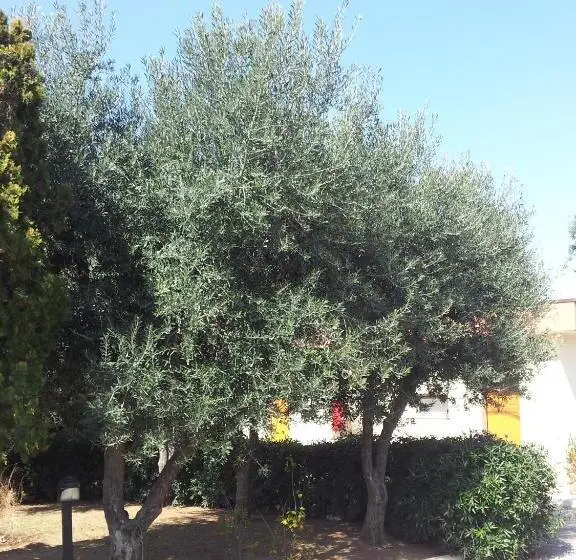 Bungalow Standard, Giardino
