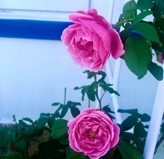 اتاق استاندارد چهار تخته, La Vita