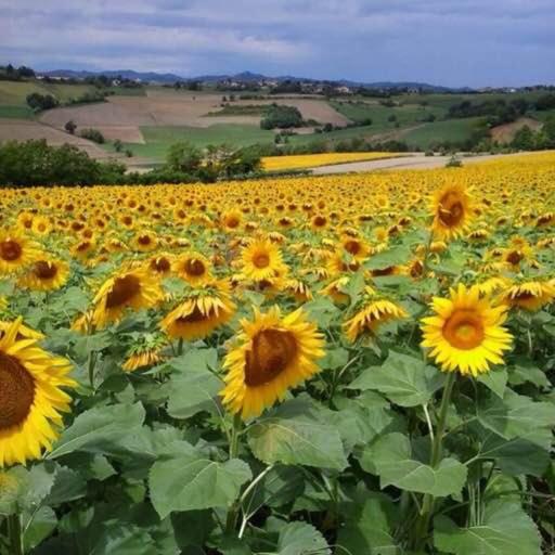 Люкс, B&b Monferrato La Casa Sui Tetti