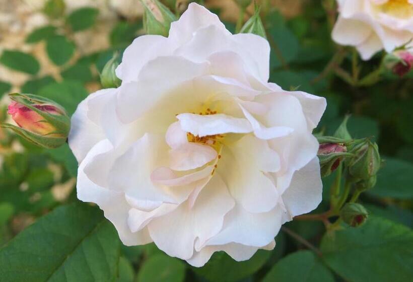 Дом 2 Спальни, Gîte Et Chambres D Hôtes Sur Le Chemin Des Sens