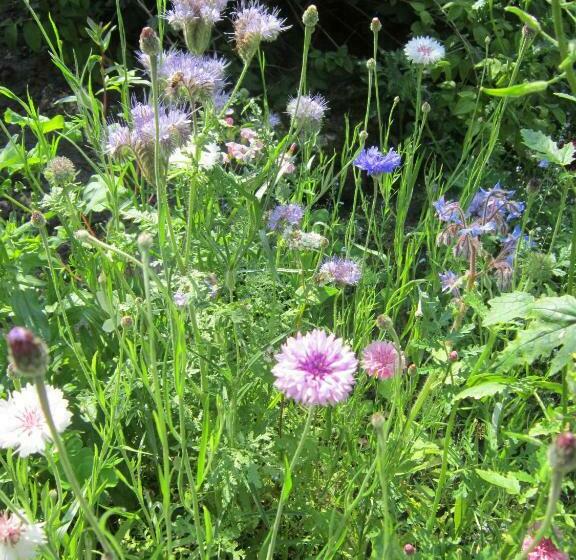 اتاق استاندارد, B&b Loon