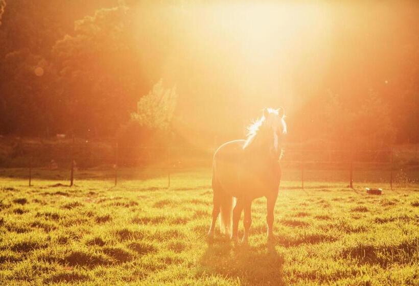 خانه 1 خوابه, Hermitage Huisies
