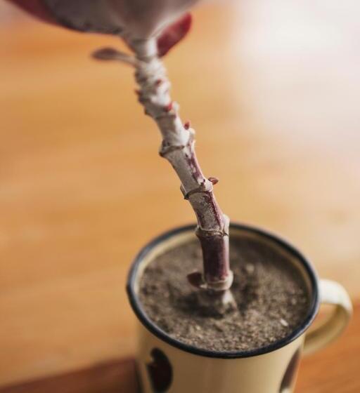 استودیوی استاندارد, Hermitage Huisies