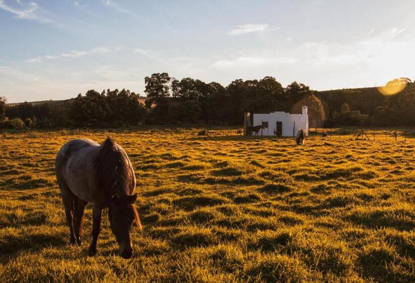 استودیوی استاندارد, Hermitage Huisies
