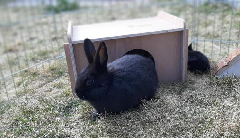 חדר סטנדרט עם מרפסת, Landhotel Restaurant Willingshofer