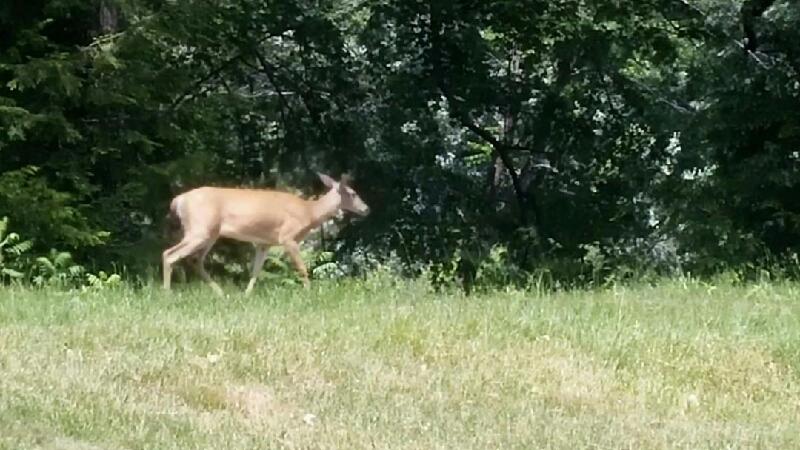 غرفة قياسية سرير كينج, Jack O Lantern Resort Lodging