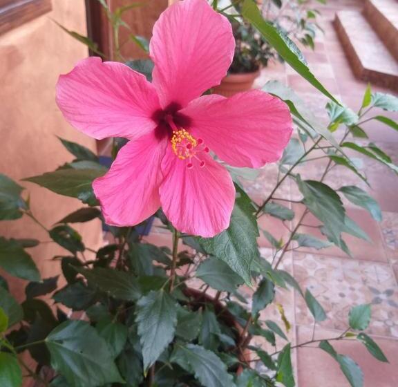 آپارتمان 1 خوابه همکف, Hacienda Apartmanok