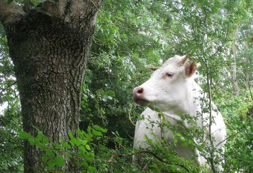 デラックスルーム, La Gauviniere