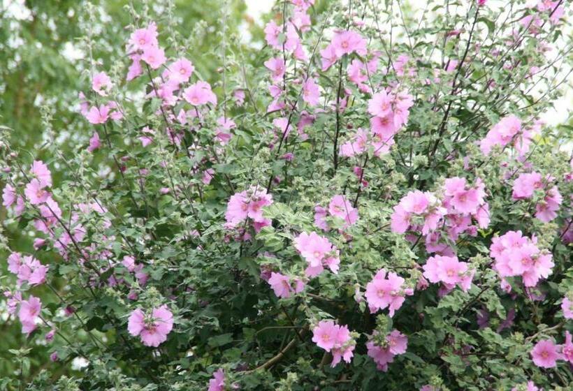 חדר סטודיו סטנדרד, Les Demeures De La Laigne