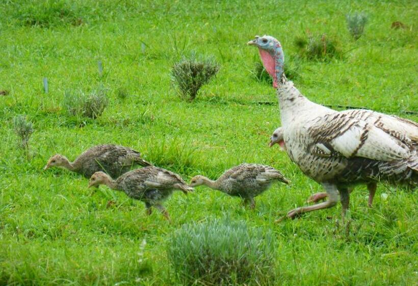 غرفة ديلوكس, Mulberry Lavender Farm And B&b