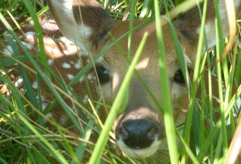 غرفة قياسية رباعية, Mulberry Lavender Farm And B&b