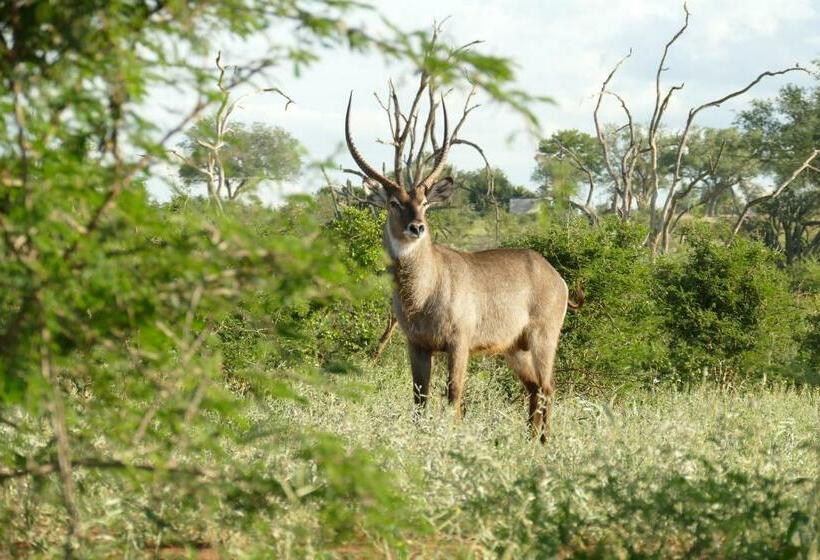 デラックスルーム, Adonsonia Lodge