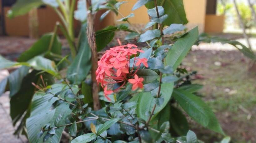 غرفة عائلية, Maguey