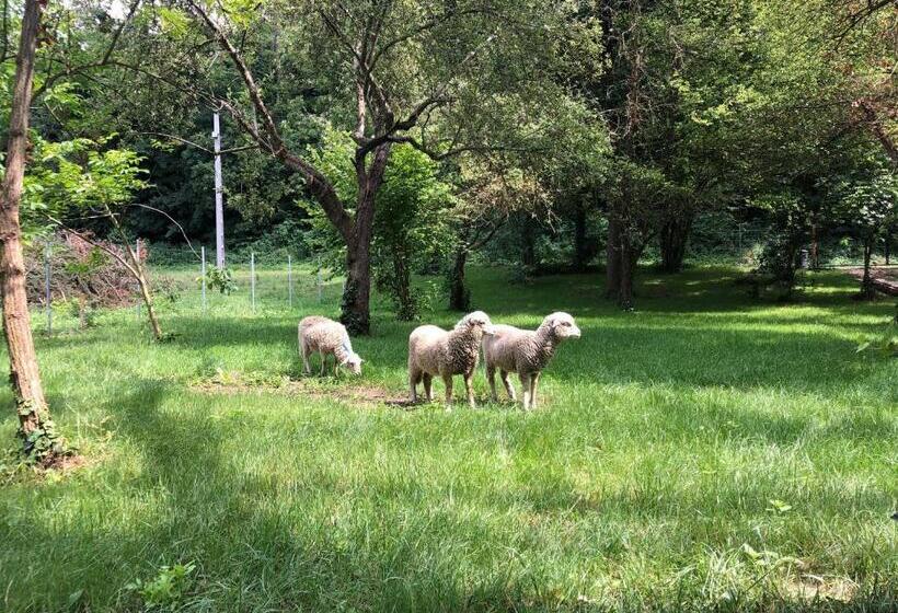 スタンダード4人部屋, Fonfa Liget