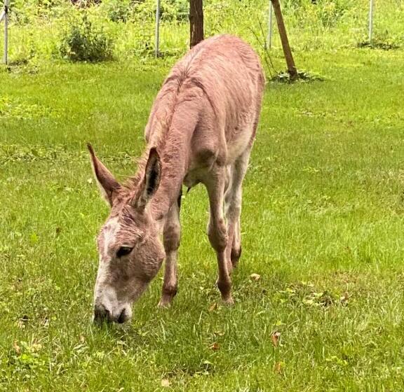 スタンダード4人部屋, Fonfa Liget