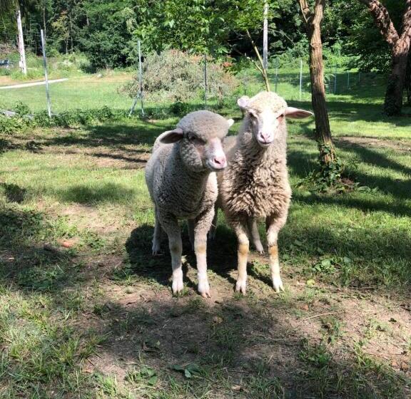 スタンダード4人部屋, Fonfa Liget