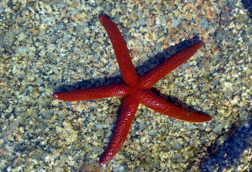 스탠다드 싱글 룸, Meta