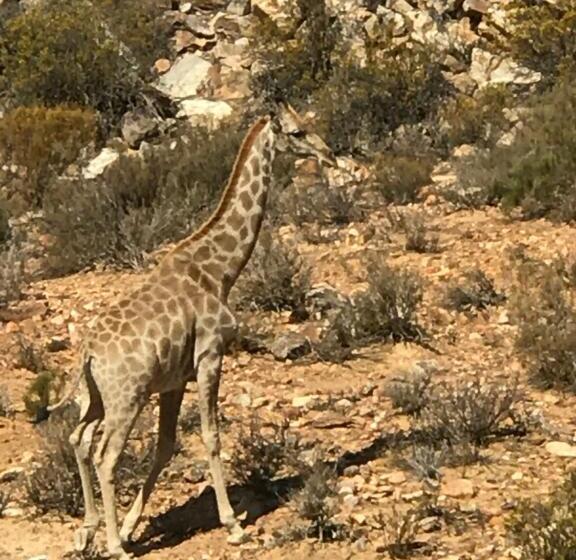 جناح سوبيريور, Taj Hotelapart, Taj Hotel Cape Town