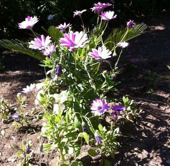 Apartament 1 Sypialnia, Residence Villa Hedy