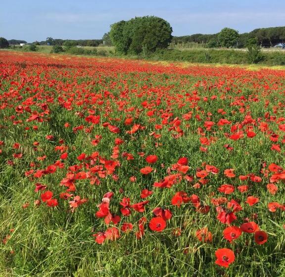 Apartament 1 Sypialnia, Residence Villa Hedy