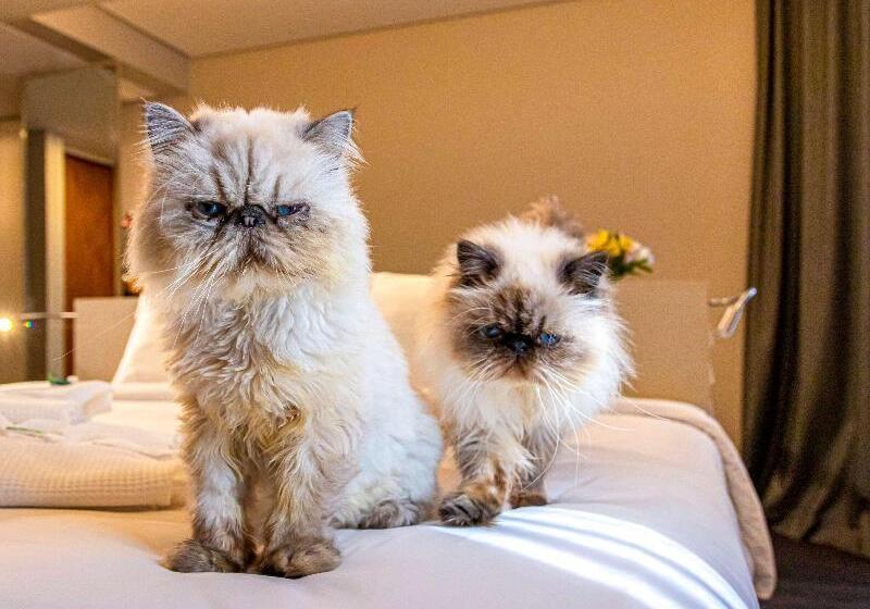 חדר דלוקס עם מיטת קינג, Mercure Florianópolis