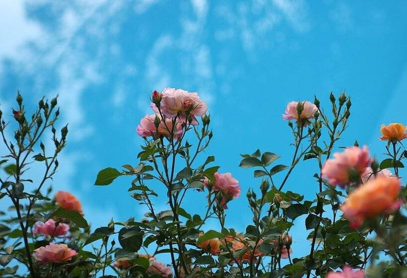 غرفة إقتصادية, Tenuta Il Burchio