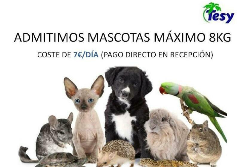 شقة غرفتين, Apartamentos Tesy