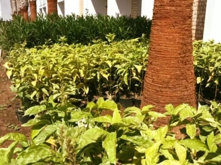 اتاق استاندارد با چشم‌انداز باغ, Robinson Cabo Verde - Adults Only