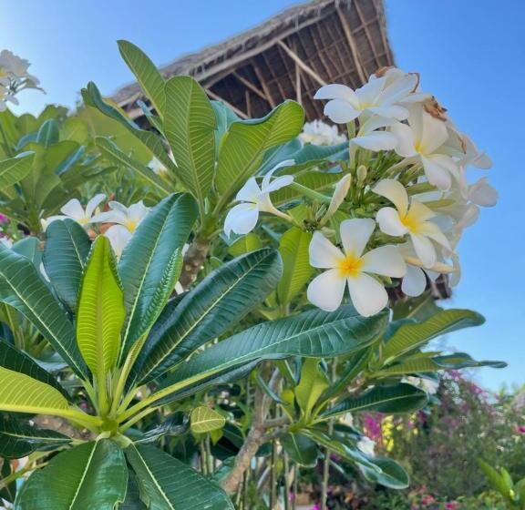 Superior Kamer met Kingsize Bed, Savi House Nungwi