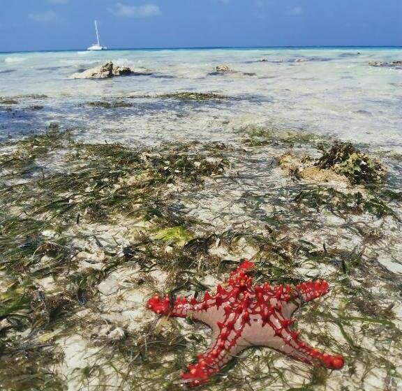 Standaardkamer met Kingsize Bed, Savi House Nungwi