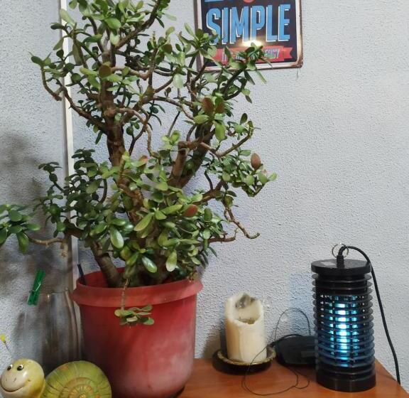 تختخواب در اتاق مشترک, Sleep&go