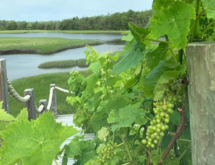 스탠다드 룸 킹사이즈 침대, Auberge Thon Jaune   Yellow Tuna