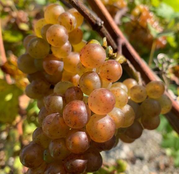 스탠다드 룸 킹사이즈 침대, Auberge Thon Jaune   Yellow Tuna