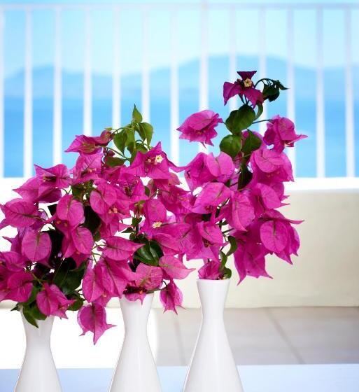 패밀리 룸 바다 전망, Sunshine Corfu Hotel & Spa All Inclusive