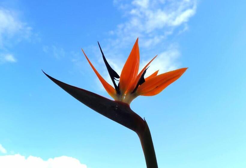 اتاق استاندارد با بالکن و چشمانداز دریا, Tea Praia A Mare