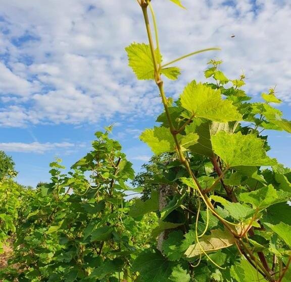 شاليه غرفة نوم واحدة, Cabana Dintre Vii