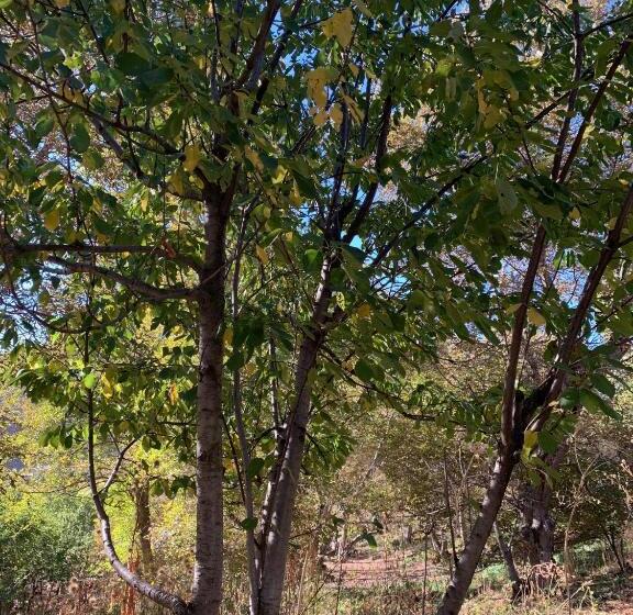 חדר סטנדרט לארבעה, Gomkers Guest House