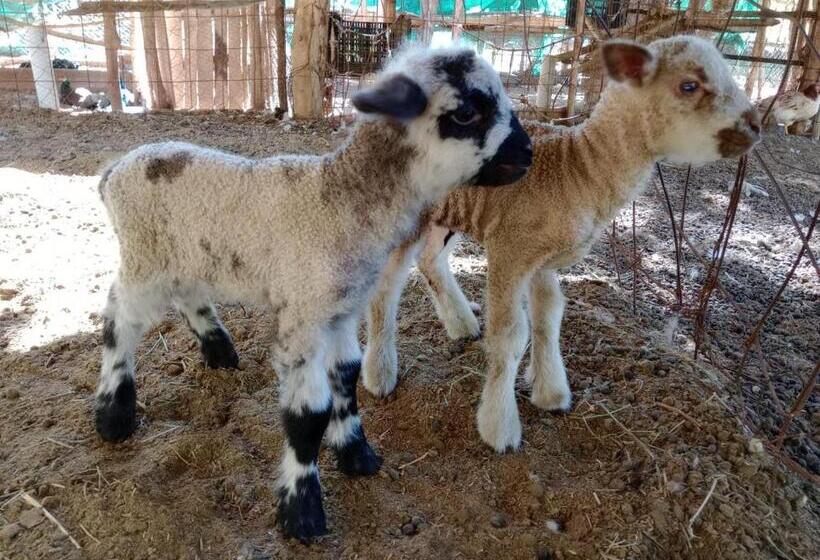 침실 1개 아파트, Complejo Los Enamorados