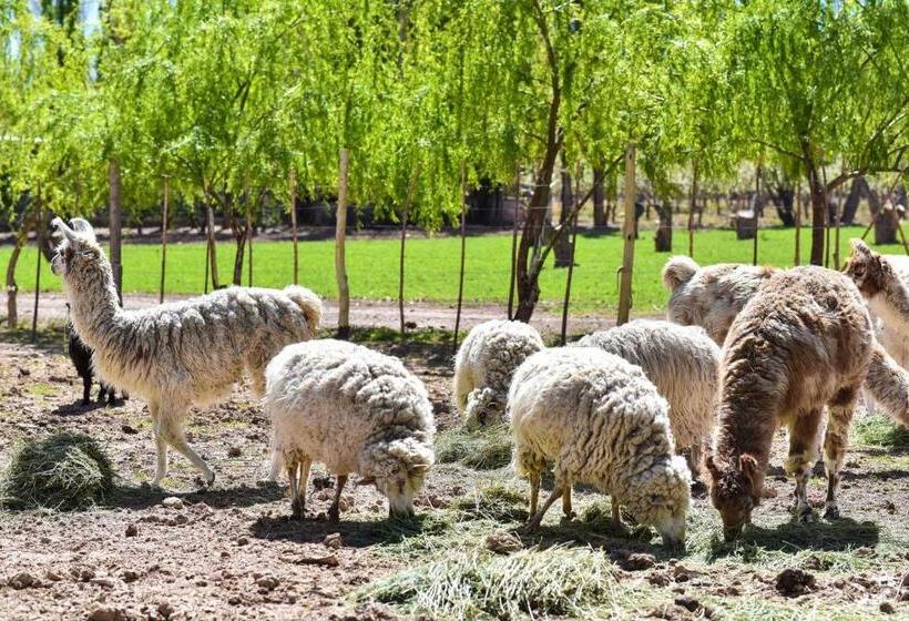 침실 1개 아파트, Complejo Los Enamorados