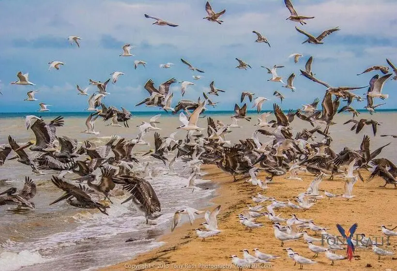シングルデラックスルーム, Pelican Beach Resort South Water Caye