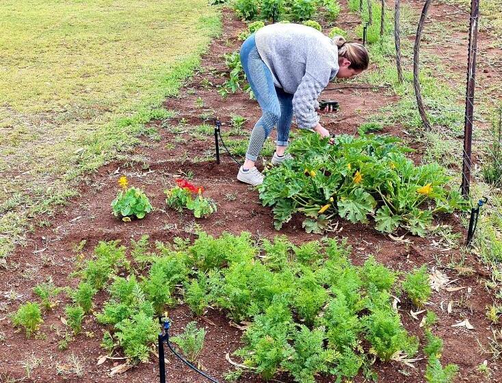 חדר משפחתי, Little Farms